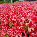 서울성모병원 대각선(서래공원건너편) 이미지