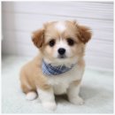 버디독 강아지분양 고양이분양 안심분양센터 인천점 이미지