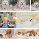 수청포근동물병원 | 강아지 방광결석 재발 원인과 칼슘옥살레이트 수술 사례[분당 용인 P&amp;P동물병원]