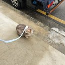 세일농장 | 청량리 시장 대광고추 중국산 참기름 구입 경동시장 우아농장에서 고기사기