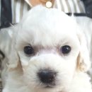 블루독 애견샵 이미지