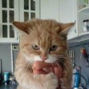 하쿠나마타타 이미지