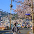 제2교~제3교 | &#39;여긴 몰랐지?&#39; 부산 현지인도 아끼는 벚꽃 명소