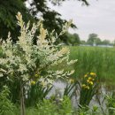 핫도그 애견 이미지