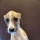 수원강아지분양 드림독 안심분양센터 수원점 이미지