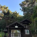 바다의 숲속 이미지