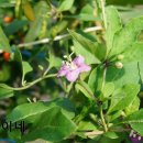 신장농장 이미지