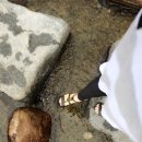 섬진강 솔밭이 보이는 풍경 이미지