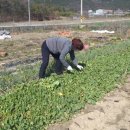 창녕꿀벌농장 이미지