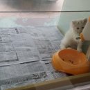 멍멍이와 야옹이 이미지