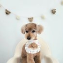 러비도기 이미지