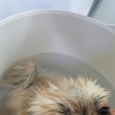 퍼피인더바스 이미지