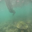 중부-현장-중부-928 | 🇹🇼[대만 가오슝] 거북이 스노클링 소류구 당일치기 | 페리, 스쿠터 대여, 대중부잠, 거북이 도시락