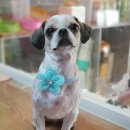 함안 애견샵 러블리펫 이미지