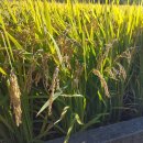 내고향쌀직판점 이미지