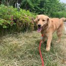 댕댕이 유치원 이미지