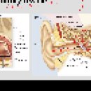 anatomy 12 _ Auditory ossicle, oribit fossa, suture, fontanelle 이미지