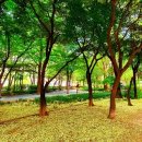 거리공원 이미지