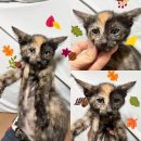 금척상리 이미지