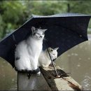 우산 이미지