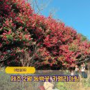 동백태권2도장 | 제주 2월 동백꽃 명소 카멜리아 힐 아이랑 유모차로 방문 후기