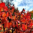 나무 줄기에 깃이 붙어 있는 화살나무(Winged spindle) 이미지