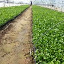 형수농장 이미지