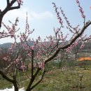 일 농장 Daum카페