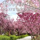 불광사입구 공중화장실 | 당진겹벚꽃 명소 4월 22일 남산공원 벚꽃 나들이 / 벚꽃 개화현황, 주차, 산책 후기