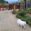 코코 반려견 호텔 이미지