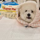 대형슈퍼 | 강아지배변패드추천 래핑찰리 슈퍼패드 대형배변패드 후기