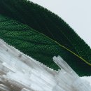 토니카워시점 | 시원한 향 느낌 조말론 여름향수 추천 TOP5