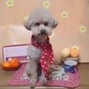 늘 예쁘개 이미지