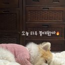 체크인독 애견유치원 이미지