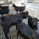 산양마루목장 이미지