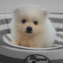 도그마루 강아지 고양이 동탄점 이미지
