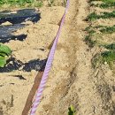 소나무부분정비 이미지