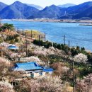 동부꽃농원 | 2026 봄꽃축제 양산 원동매화축제 기본정보 총정리 원동 미나리 삼겹살 축제 취소 소식까지!