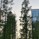 명동소바 이미지