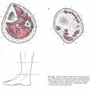 lower leg의 3 구획으로 이해하기 이미지
