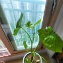 플라워1030(Flower1030) 이미지