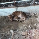 게바농장 이미지