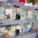 쿨펫(평촌) 이미지