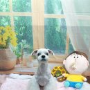 호이펫샵 이미지