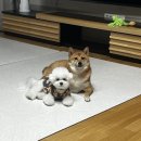 몽희 네이버블로그