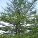 인월경로당 | 지리산(인월~덕두산~바래봉~고리봉~정령치~만복대~성삼재)