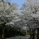 백운면 벚꽃길 이미지