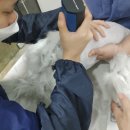 쁘띠애견미용실 이미지