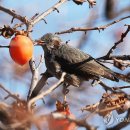 달콤홍시 이미지