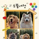 즐거운 애견 이미지